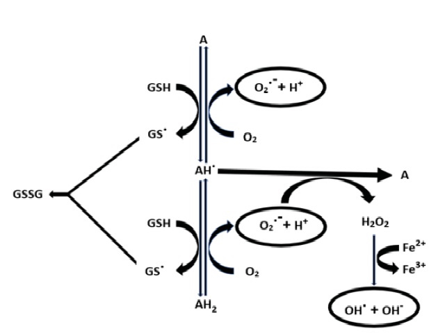 Cyclic oxidation-reduction reactions among alloxan and dialuric acid. A- Alloxan, AH. -Alloxan free radical, AH2-Dialuric acid, GS. -Glutathione free radical, GSSG-Glutathione after oxidation, OH.–Hydroxyl free radical, O2.--Superoxide free radical.