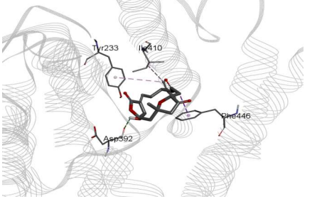 3D presentation of the  interaction between UNPD192494 (dark grey) and PDE 4 protein structure (PDB: IXMU) using Discovery Studio software.