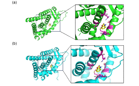The three-dimensional structure visualization of 2  ERα is displayed in green, ERβ in tosca, and 2  BOA binds to ERα (a) and ERβ (b).  dimensional structure visualization of 2-BOA binds to ERα (a) and ERβ (b).  ERα is displayed in green, ERβ in tosca, and 2-BOA in yellow. The binding site of 2  zoomed in 12 Å and showed the amino acid residue involved in the interaction.  BOA in yellow. The binding site of 2-BOA is  zoomed in 12 Å and showed the amino acid residue involved in the interaction