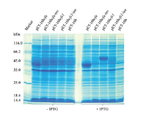 Transcriptional and translational leakiness in expression of a fungal cyclopropane fatty acid synthase in the Escherichia coli pET-vector expression system