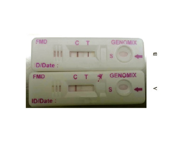 LFA tests depicting the results of the assay A – Negative; B – Positive C – Control Line; T – Test line (with r3ABC)