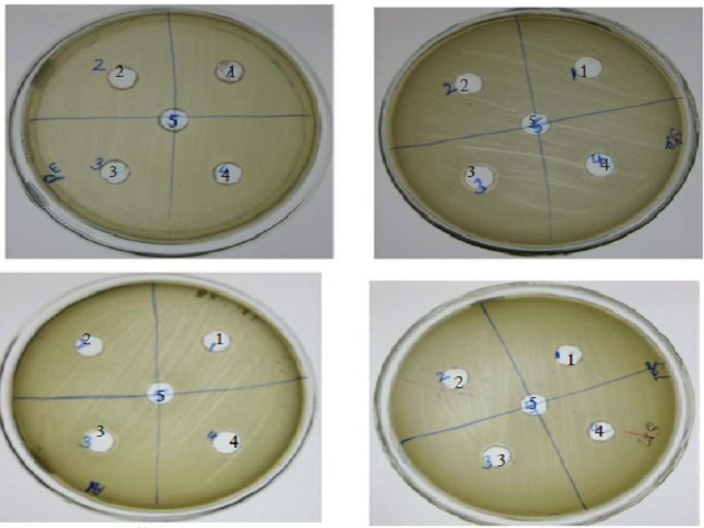 Well diffusion studies for antibacterial activity of bioactive peptides