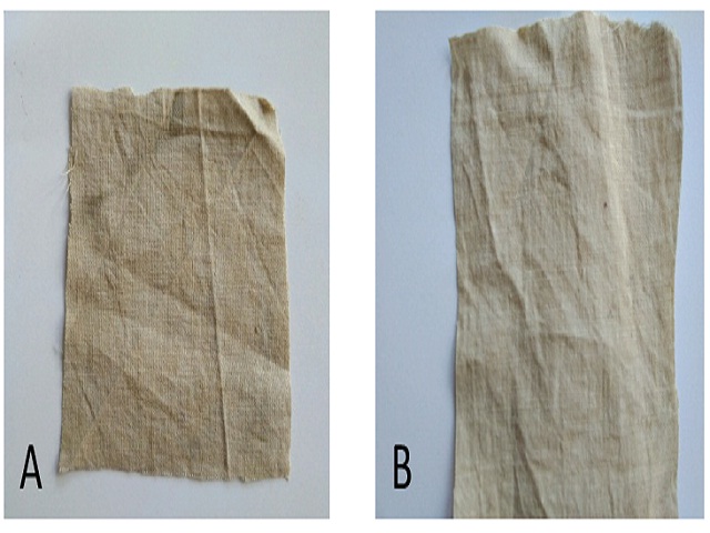 Beeta Vulgaris (Beetroot) Color taken by the cotton -A: stained with FeSO4 mordant; B: With CuSO4 mordantFigure