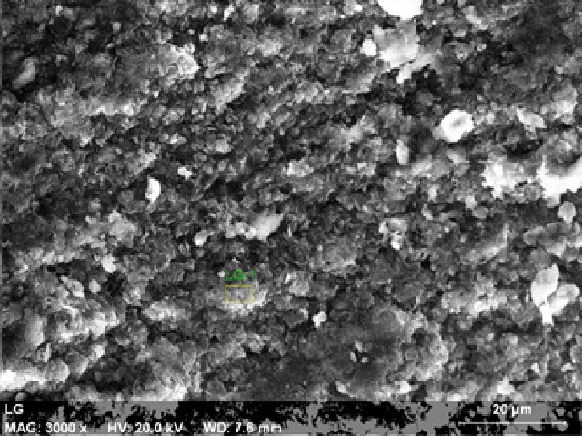 SEM image of Lagenaria siceraria biopolymer