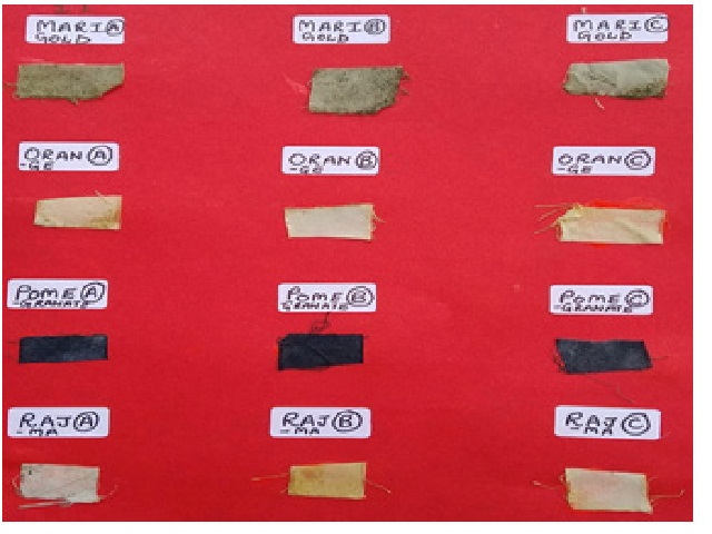 Colour changes seen after pre-mordanting, semi- mordanting and post -mordanting with pigments isolated from the plant waste material a) control; b) pre-mordanting technique; c) simultaneous- mordanting technique; d) post-mordanting technique. Pre-mordanting is preferred in case of Marigold derived pigments whereas for kidney beans simultaneous- mordanting can be a preferred technique (A,B,C indicate 1:1 (20 grams of copper sulphate and 20 grams of ferrous sulphate were added in 1000 ml of distilled water), 1:3 (20 grams of copper sulphate and 60 grams of ferrous sulphate were added in 1000 ml of distilled water), 3:1 (60 grams of copper sulphate and 20 grams of ferrous sulphate were added in 1000 ml of distilled water)