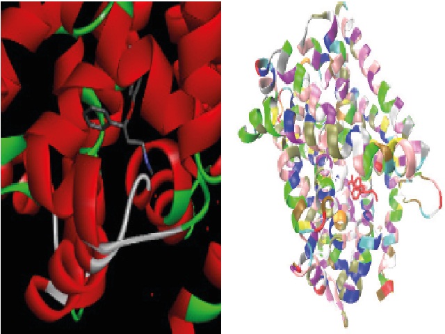 Structure of the protein receptor with PDB ID -3GWW & (ii) Docking structure of bounded ligand (fluoxetine) to protein structure.