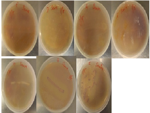 Qualitative screening of bacterial strains for pectinolytic activity on pectin agar medium. Strains A, B , F show clear halo and confirm that they are pectinase producers