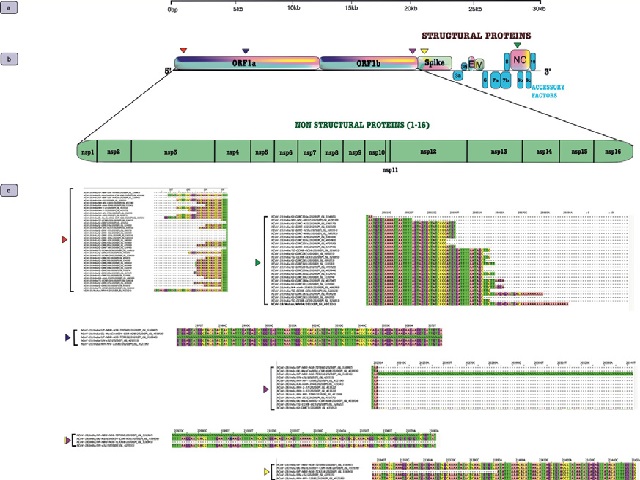 Polycistronic genome of SARS-CoV-2 (a) SARS-COV-2 genome representing individ-ual ORFs. (b) 16 non-structural proteins (NSPS) are embedded in polyprotein 1ab (PP1ab) while structural proteins include S (spike), E (enve-lope), M (membrane), NC (nucleocapsid) (c) pairwise nucleotide sequence alignment of the strains showing mutations in NSPS, S and NC parts of the SARS-CoV-2 genome. Coloured ar-rows in part b and c depict mutations and are corelated with respect to position and strains, respectively.