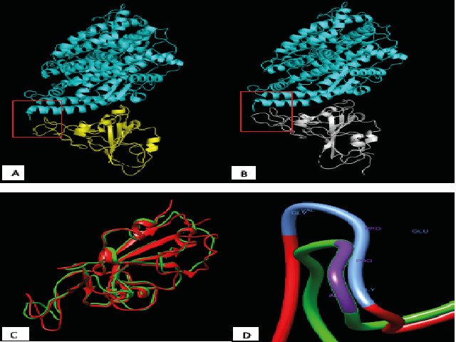 SARS-CoV RBD binding to ACE-2