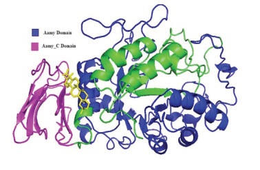 3D structure of the á-amylase enzyme, the domains are shown in colour codes (PDB ID: 3BAW) along with the docked ligand á boswellic acid (Yellow colour)