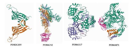 The protein structure of SARS-CoV-2;