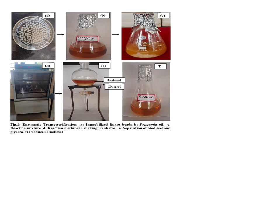 Enzymatic transesterification a: Immobilized lipase beads, b: Pongamia oil, c: Reaction mixture, d: Reaction mixture in shaking incubator, e: