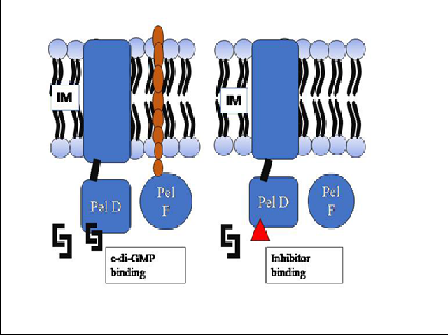 Pel Biosynthesis by c-di-GMP Binding and Inhibition accounted by the Binding of the Inhibitor to the Active Site.