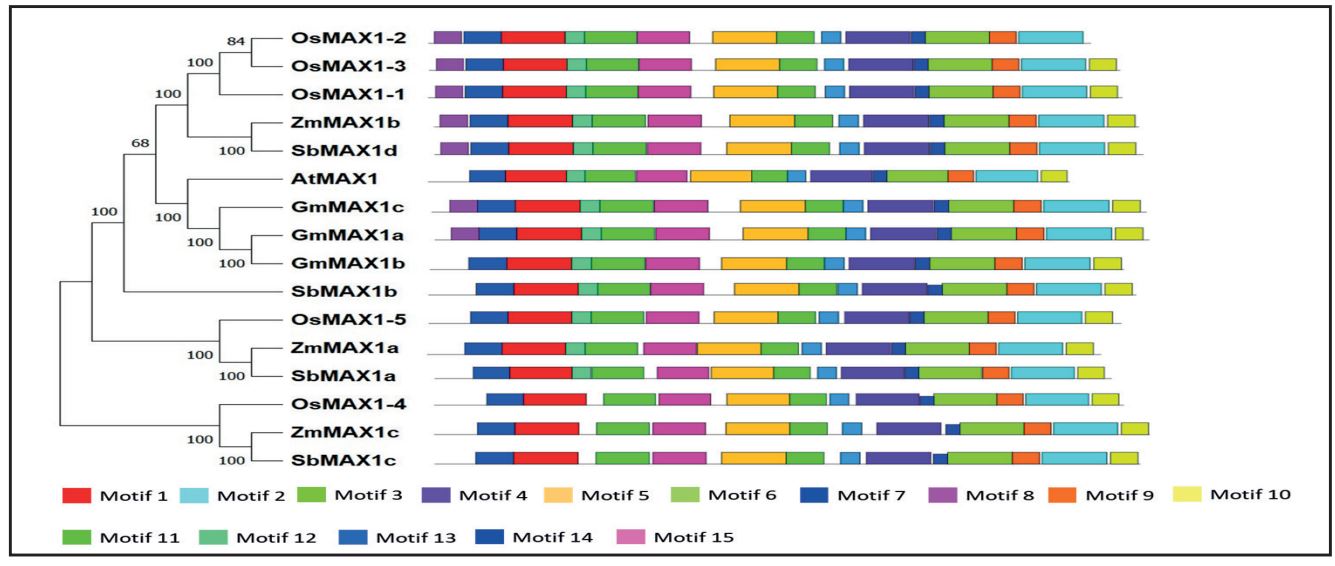 Phylogenetic tree and conserved motif analysis of MAX1 proteins.