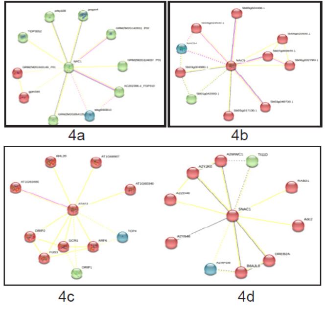 PPI analysis of ZmSNAC1