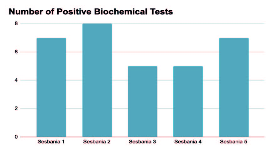  Investigating the Potential of Endophytic Bacteria Found in the Seeds of Sesbania Rostrata for Promoting Plant Growth