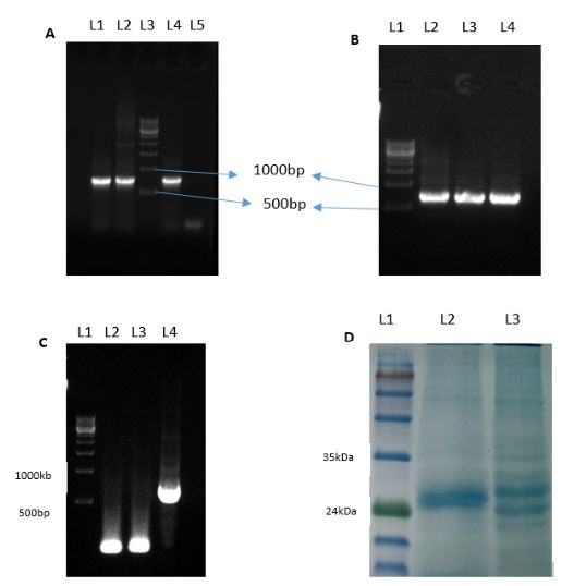 Orientation confirmation of ORF60 in TOPO using M13 primers using PCR.