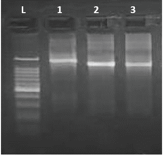 Gel image of PCR amplifi cation.