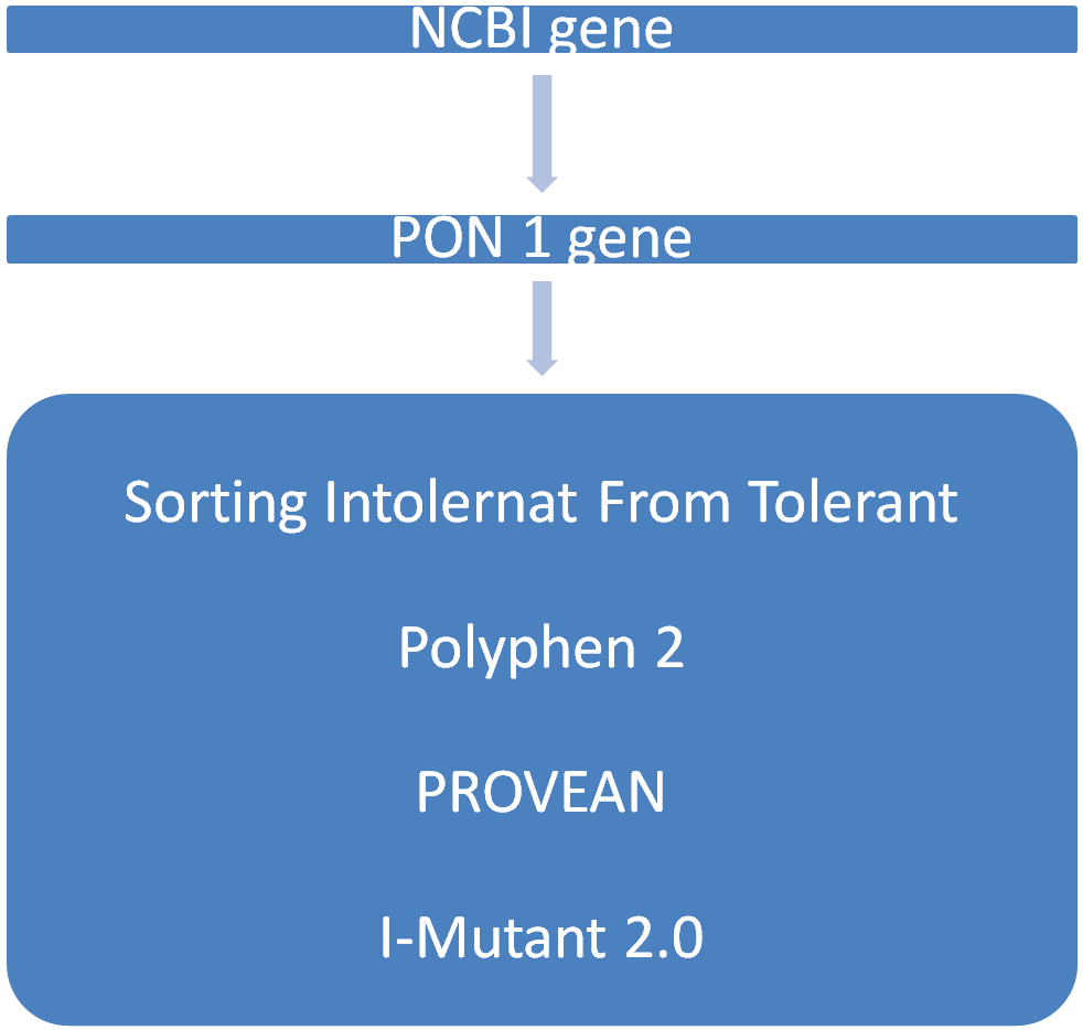 Illustrating the use of bioinformatics tools (SIFT, PROVEAN, Polyphen 2, and I-Mutant 2.0) for gene analysis.