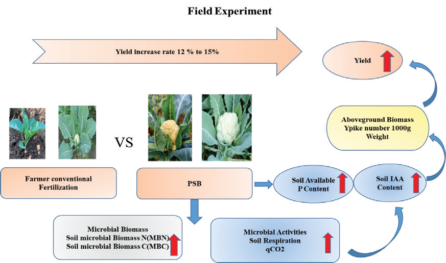 Detailed Selection and Impact Analy- sis of Phosphate-Solubilizing Bacteria (PSB) on Brassica oleracea var. and Wheat Cultivation.