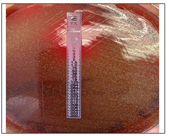 MIC for ceftriaxone using E-test