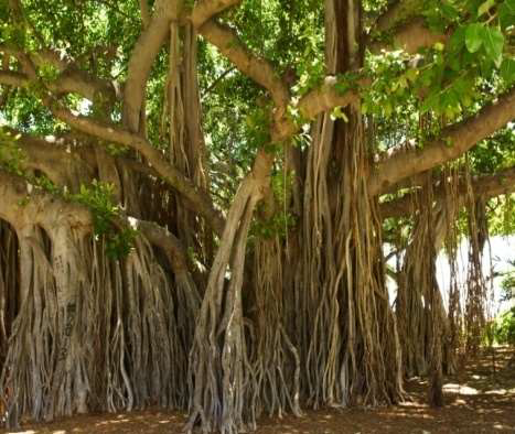 Ficus religiosa