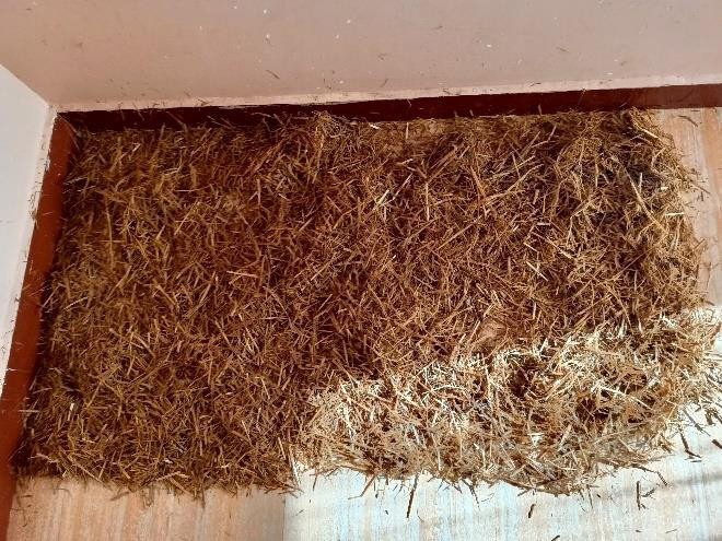 Substrate Preparation