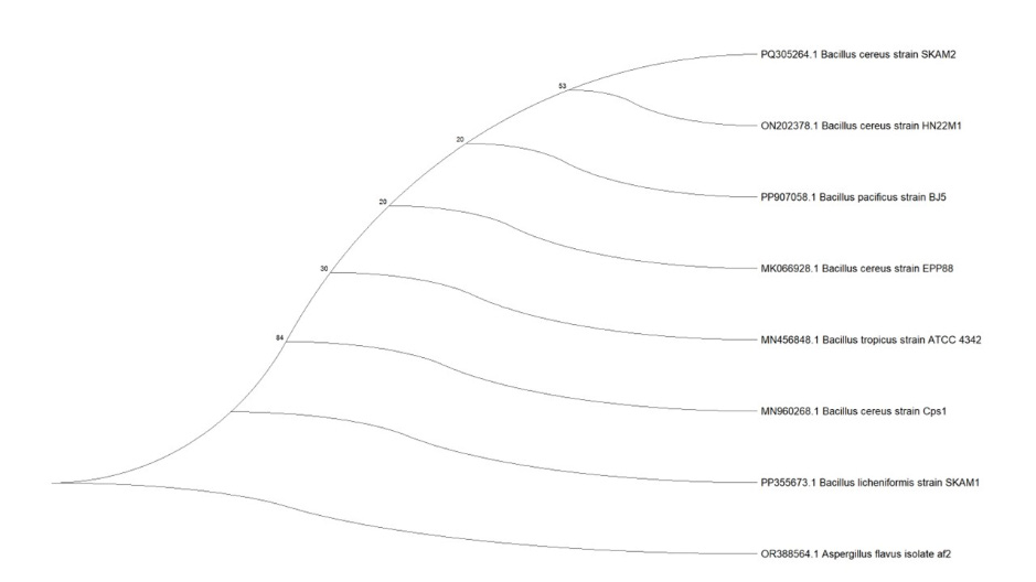 Phylogenetic tree of an endophytic bacterium