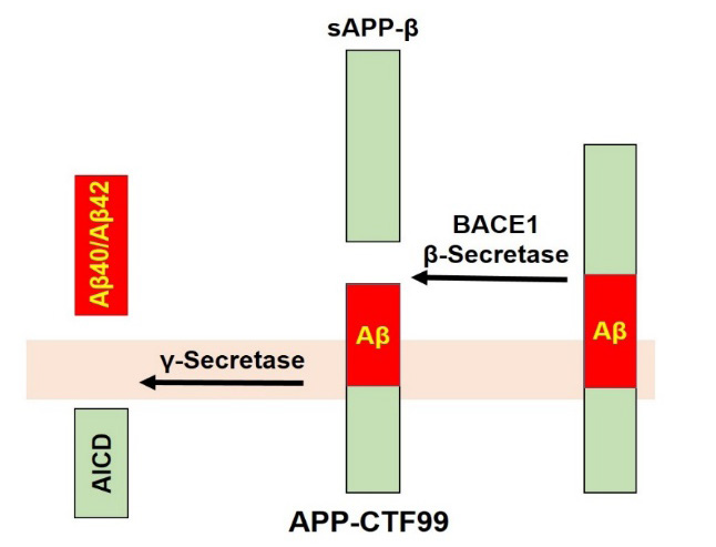 Amyloidogenic Pathway of Alzheimer’s Disease: Processing of APP Protein by β-Secretase and γ-Secretase Leading to Amyloid Beta Plaque Accumulation in Neurons