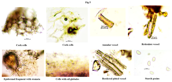 Powder microscopy of L. sermentosa root and leaf.