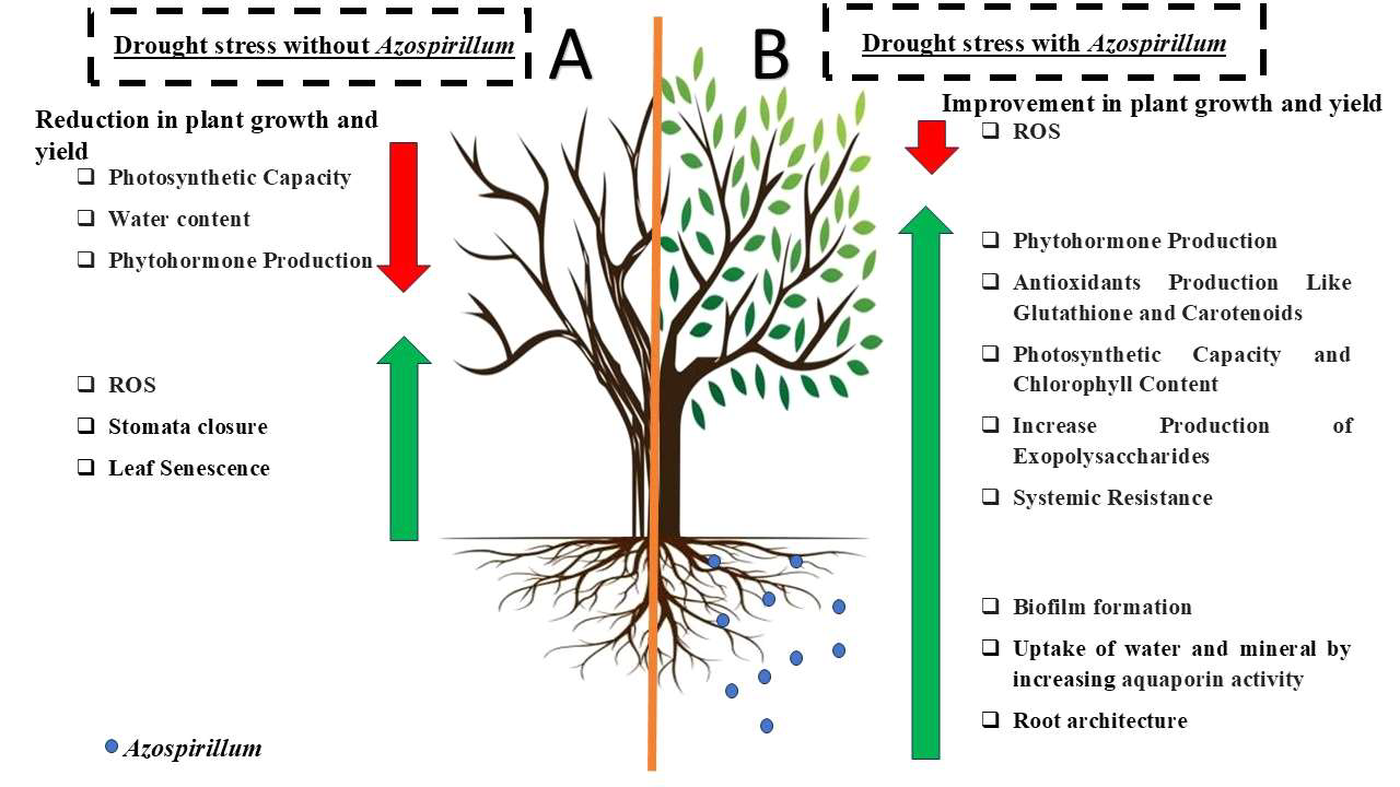 Comparison of the effects of drought stress with and without Azospirillum in plants