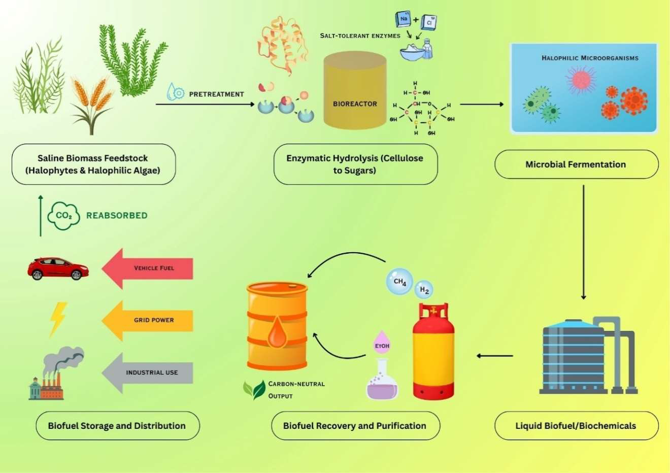 Halophilic enzymes in biomass to biofuel conversion