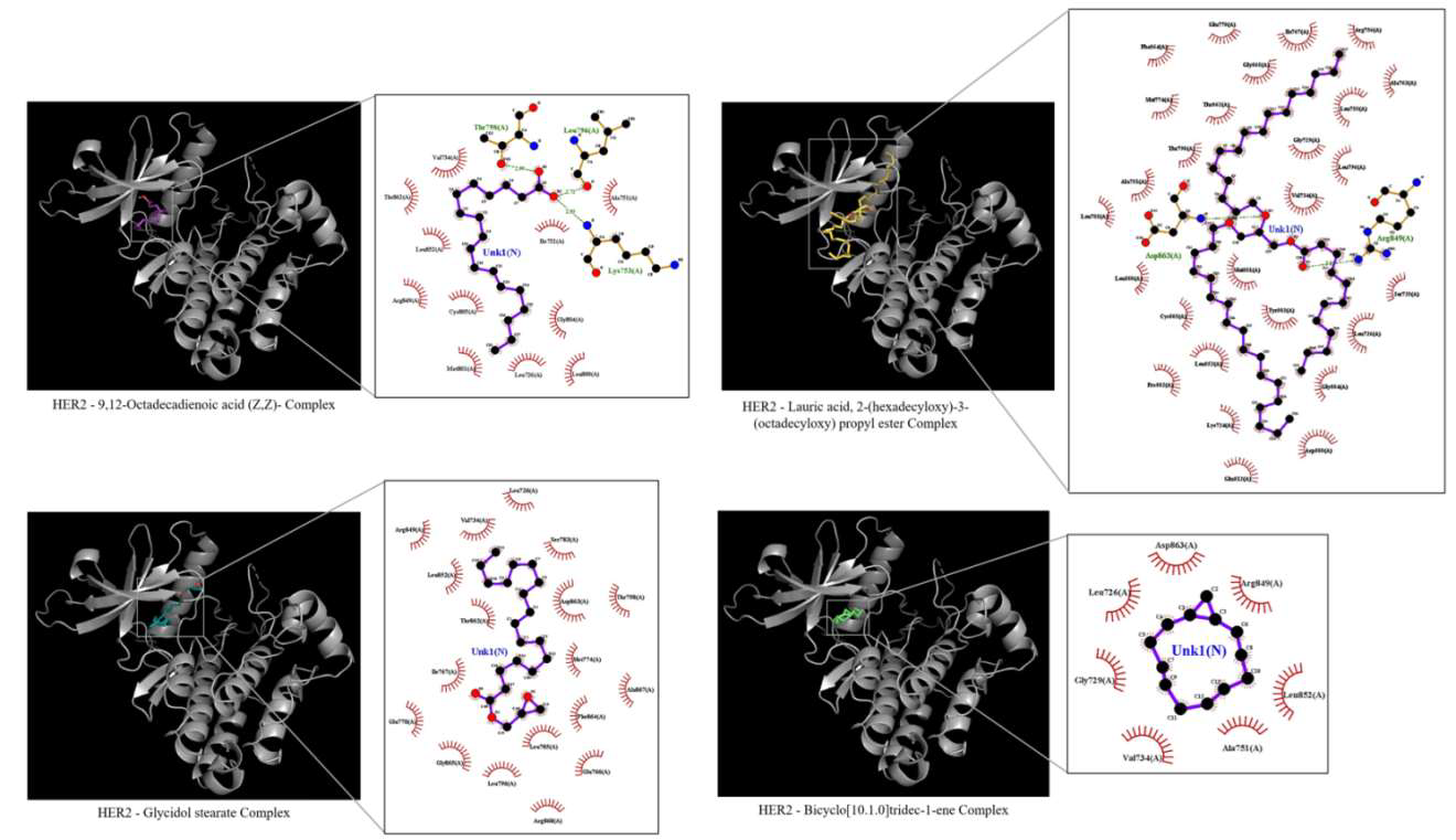 Molecular Docking and Interaction Plots of C. pepo Seed Extract Compounds with HER2 Protein