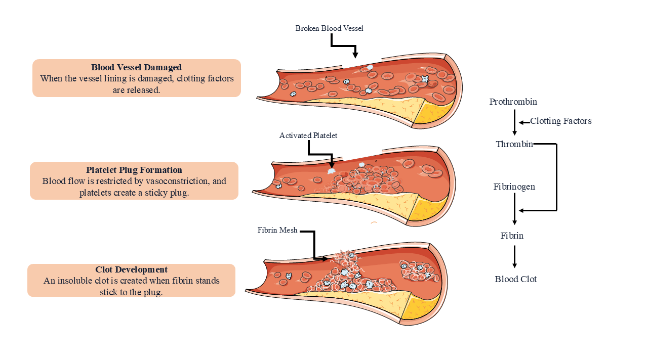 A schematic depiction of the coagulation pathway demonstrating how clot formation protects against blood loss following vascular damage.
