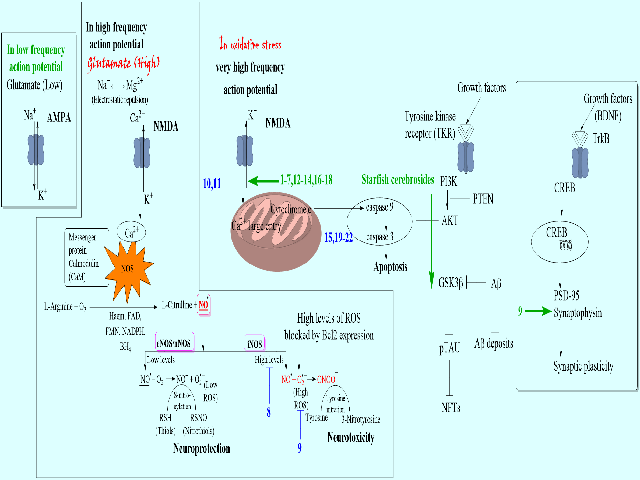 The role of different cerebrosides operating in various pathways that are implicated in neuro-toxicity or neuroprotection to AD. The neuroprotective and neurotoxic effects of receptor activation (→) and inhibition (┬) of cerebrosides (1-22) are clearly marked.