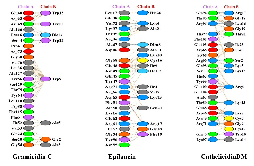 Hydrogen bond interactions of cyclic peptides Gramicidin C, Epilancin, Cathelicidin- DM with the LasR protein of Pseudomonas aeruginosa