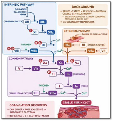 the intrinsic, extrinsic, and common coagulation pathways.