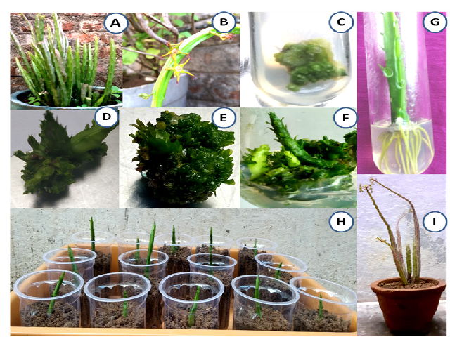 A. Natural Habitat; B. Inflorescence; C. Proliferation of the callus on MS + 2,4-D (2mg/l); D. Callus Induction on BAP (1mg/l) + 2,4-D (2mg/l); E. Regeneration from Shoot buds on 2,4-D (2mg/l) + BAP (2mg/l); F. Elongated