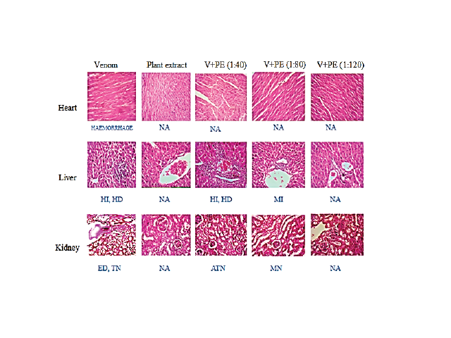 Graphical representation of lethality neutralization by A. mexicana methanolic extract