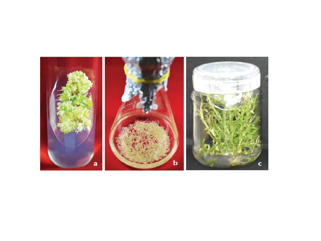 G. kurroo in vitro cultures: a-callus es- tablished on MS medium fortified 2,4-D 1 mg/ L+ kinetin 0.5 mg/L; b- in vitro adventitious root