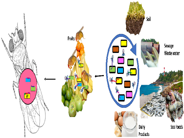 Possible transmission of phages across primary and secondary (Drosophila) host species from various sources