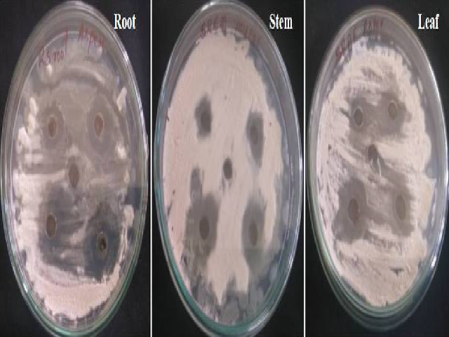 Antifungal activity of nanoparticles against A. fumigatus and M. hiemalis