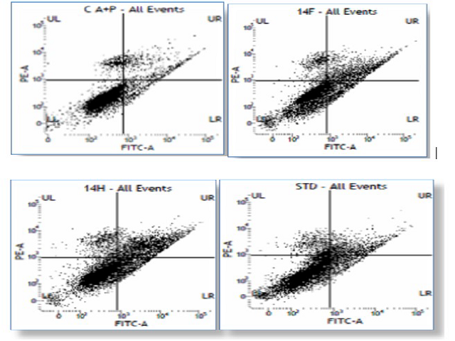 Apoptosis Detection Assay