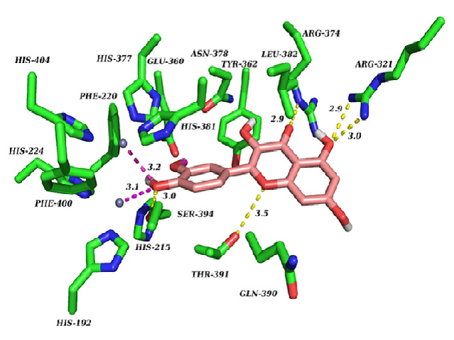Interaction of Isorhamnetin with Human Tyrosinase (5M8M)