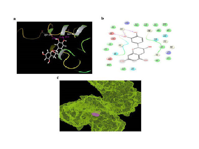 H-bond interaction between active compound epicatechin and VCP b) Ligand interaction of epicatechin and VCP c) Surface