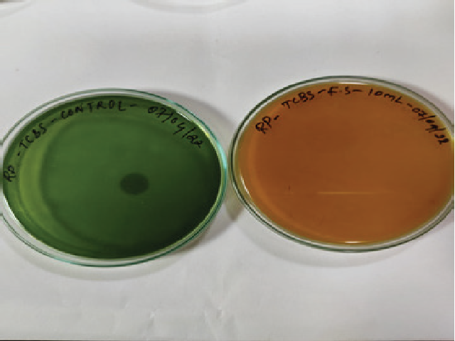 Isolation of seafood pathogens (Green - control, Yellow - Vibrio sp.)