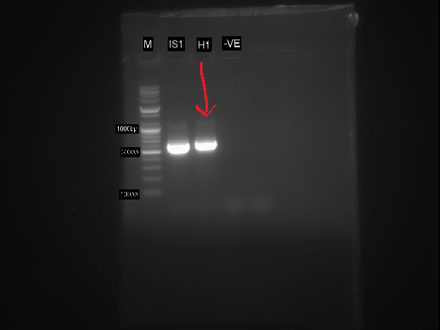 Agarose gel electrophoresis showing PCR amplification of Aspergillus niger
