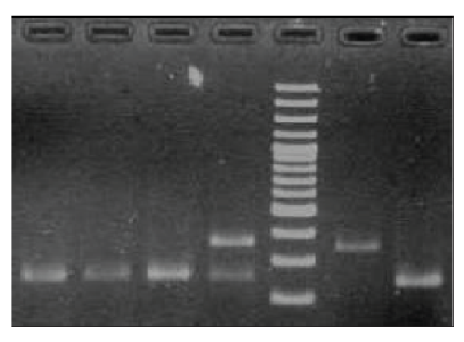 HSV infected OSCC Samples