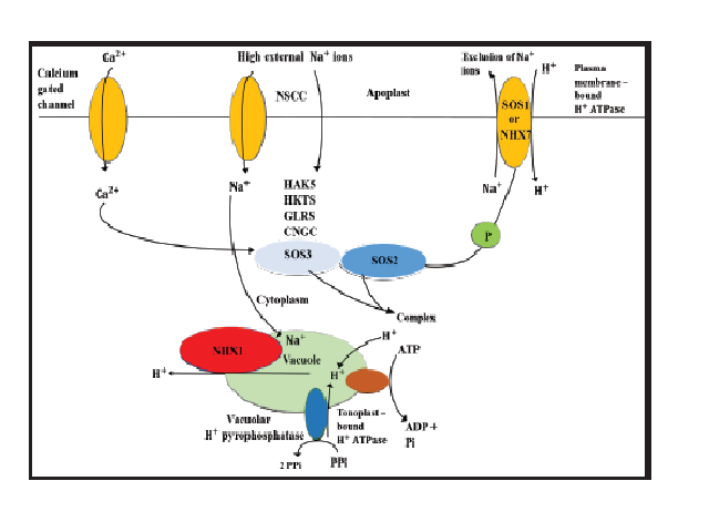 Transport of from soil to the root cells through NSCC, HAK5, HKTS, GLR and CNGC.